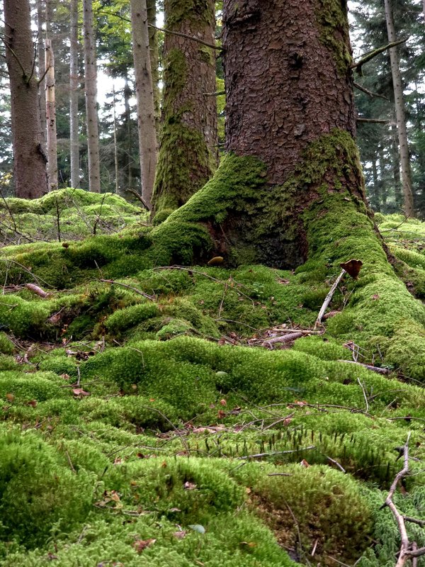 Visiter sisteron : une aventure entre histoire et nature