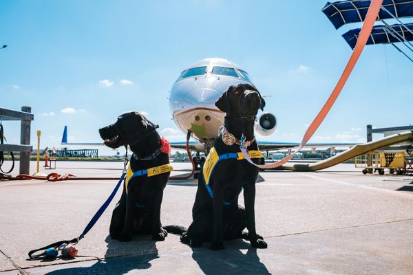 Ryanair et vos animaux : voyagez sereinement avec un chien d'assistance